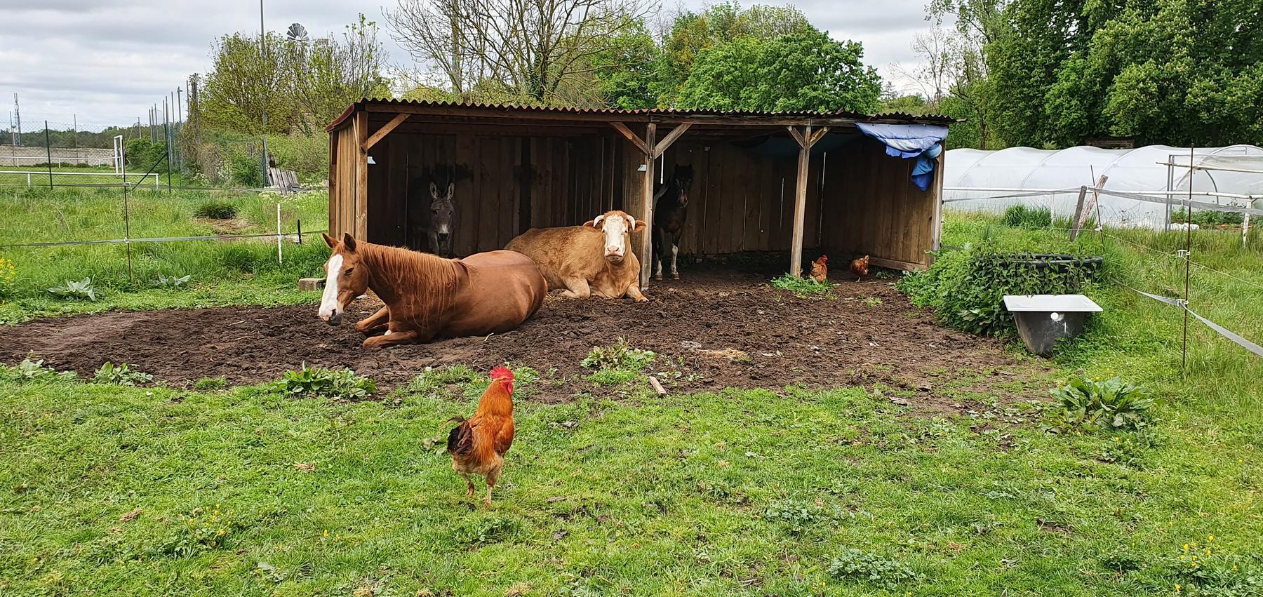 La ferme — animaux