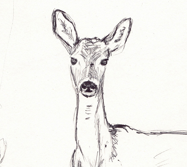 Croquis chevrette