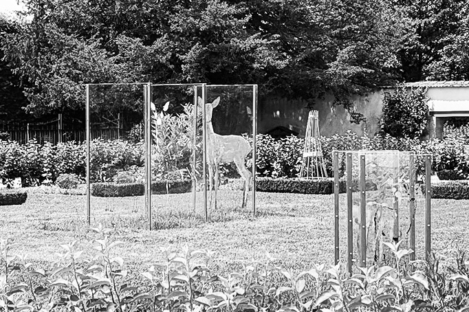 Chevreuil in situ