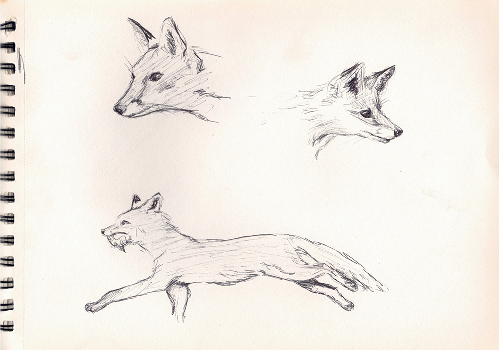 Croquis renard 1